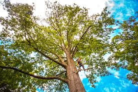 How Our Tree Care Process Works  in  Ladera Heights, CA