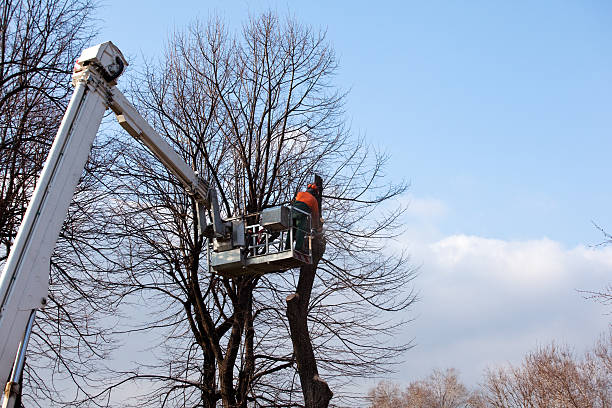 Ladera Heights, CA Tree Care Company